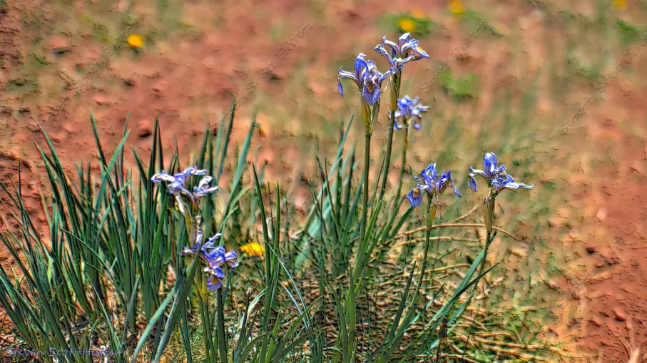 apache-railroad-trail-flower-1-chalk-wm.webp