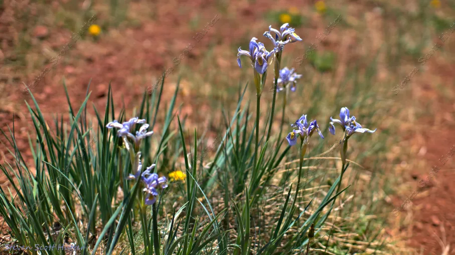 apache-railroad-trail-flower-1-wm.webp