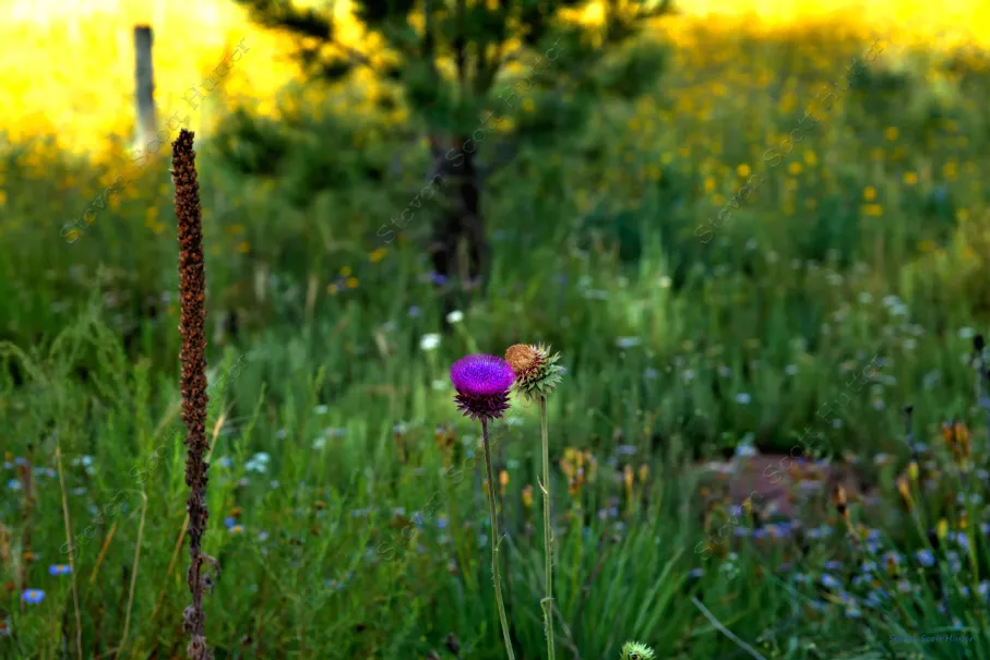beautiful-bloom-1-vibrant-wm.webp