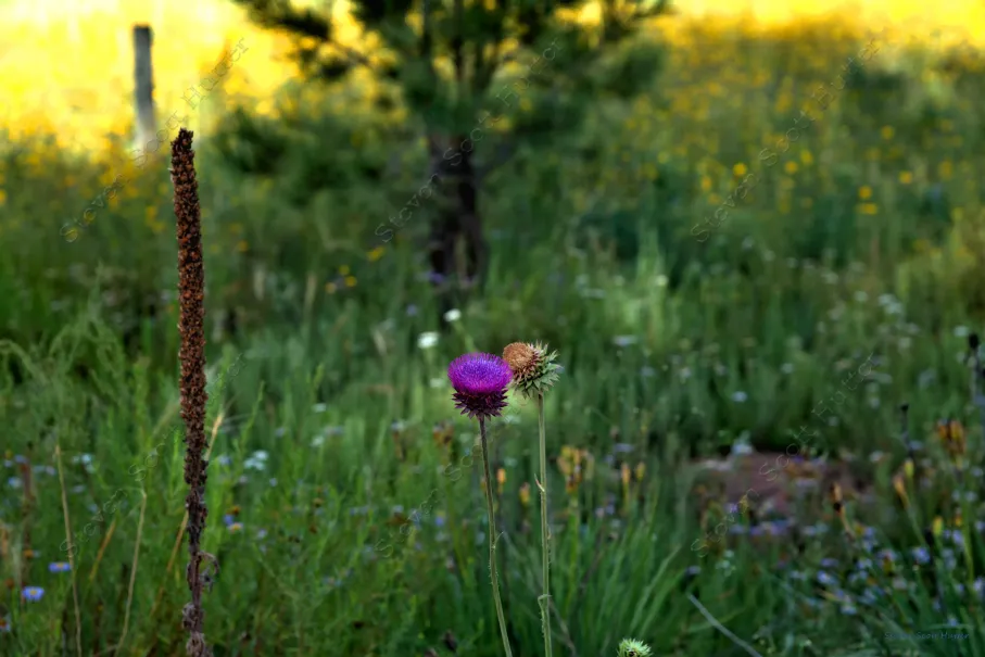 beautiful-bloom-1-wm.webp