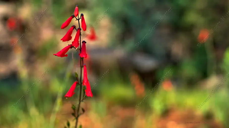 blue-ridge-reservoir-flower-5-wm.webp