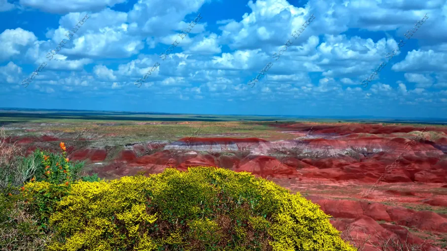 painted-desert-flowers-1-vibrant-wm.webp