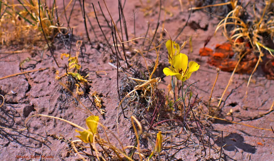 petrified-forrest-flower-1-wm.webp