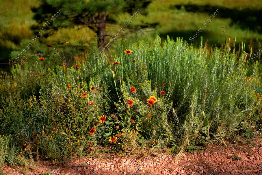 prairie-flowers-1-vibrant-wm.webp