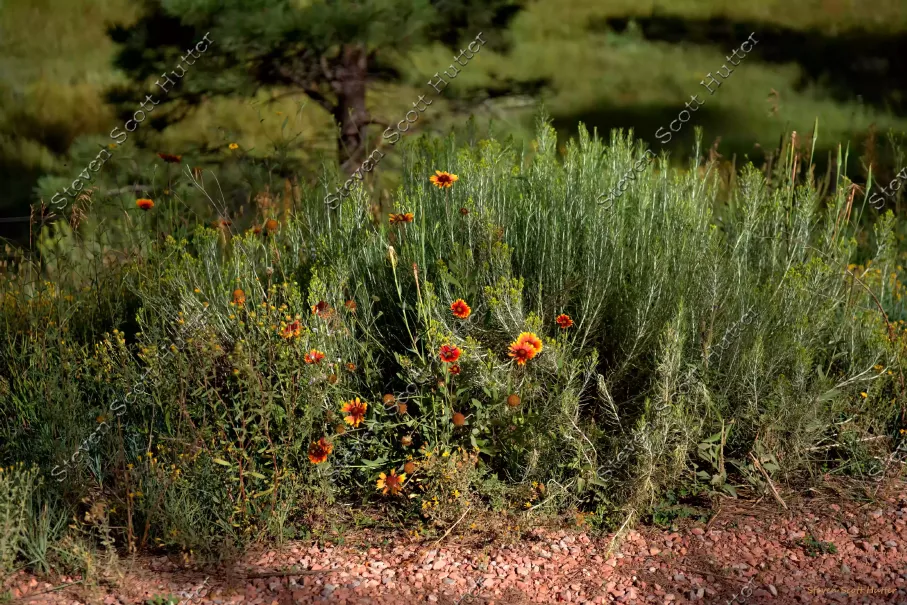 prairie-flowers-1-wm.webp
