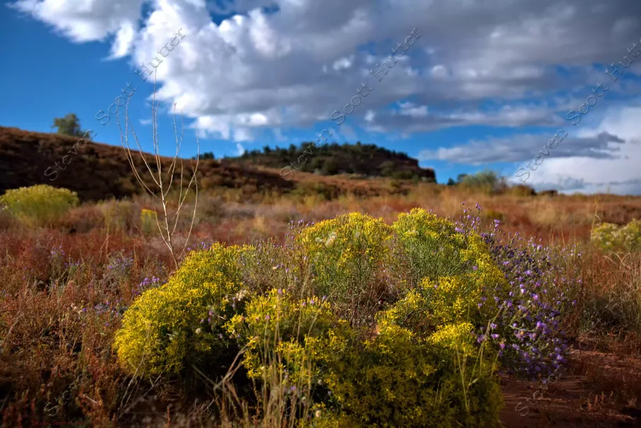 red-lake-wild-flowers-1-wm.webp