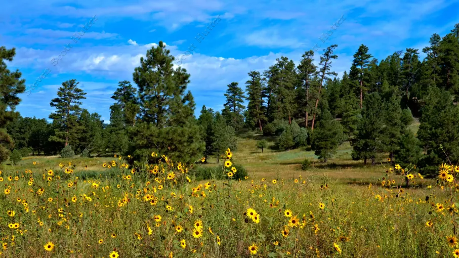 sunflower-fields-1-vibrant-wm.webp