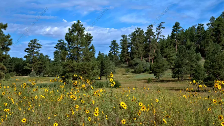 sunflower-fields-1-wm.webp