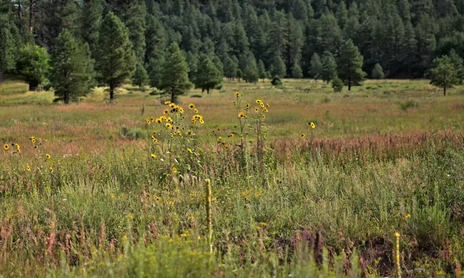 sunflower-meadow-10-wm.webp